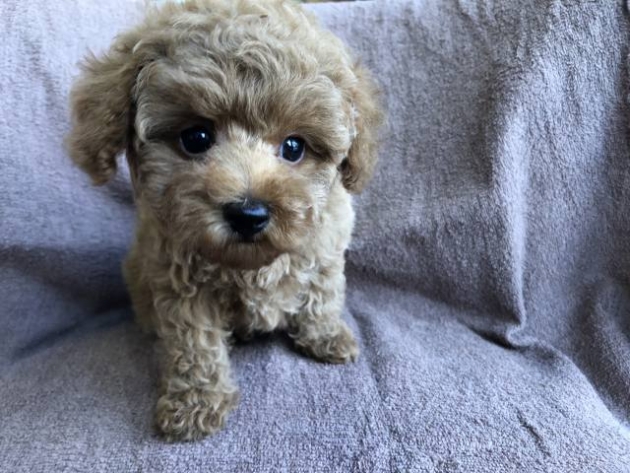 トイ・プードル