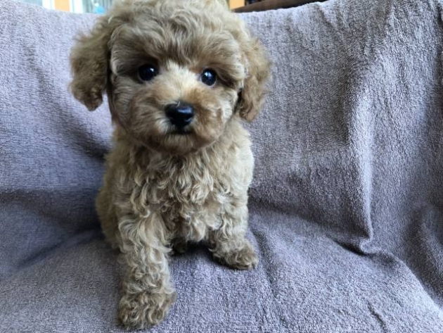 トイ・プードル