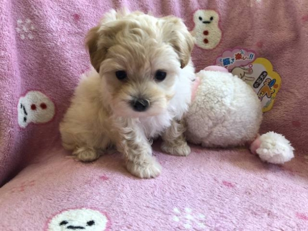 ミックス（マルプー）ティーカップ