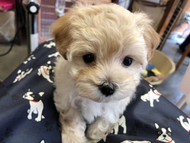 ミックス（マルプー）ティーカップ