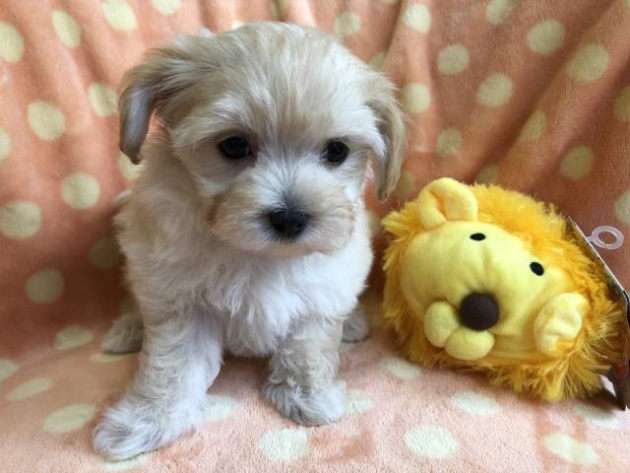 ミックス(マルプー)ティー〜小タイニー