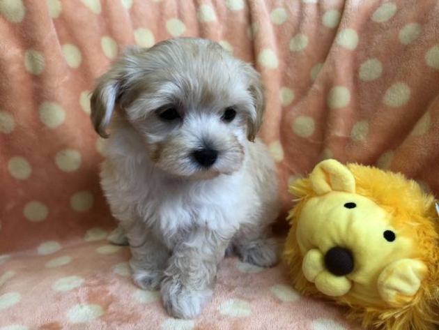 ミックス(マルプー)ティー〜小タイニー