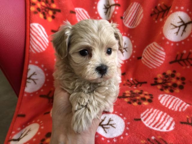 ミックス（マルプー）