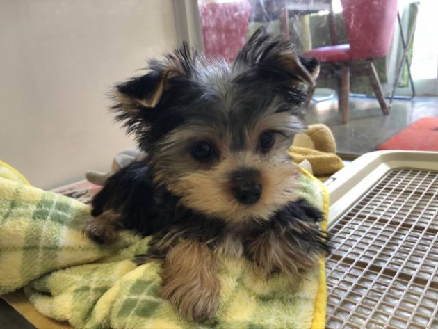 ヨークシャーテリア