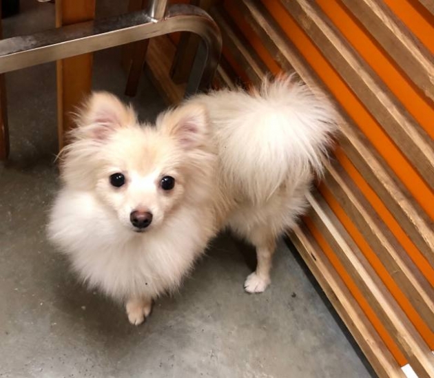 ポメラニアン（自家繁殖）