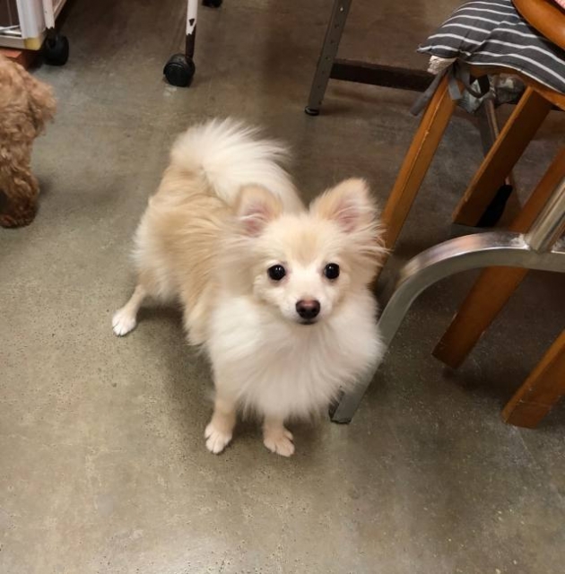 ポメラニアン（自家繁殖）