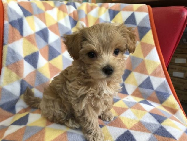 ミックス（マルプー）