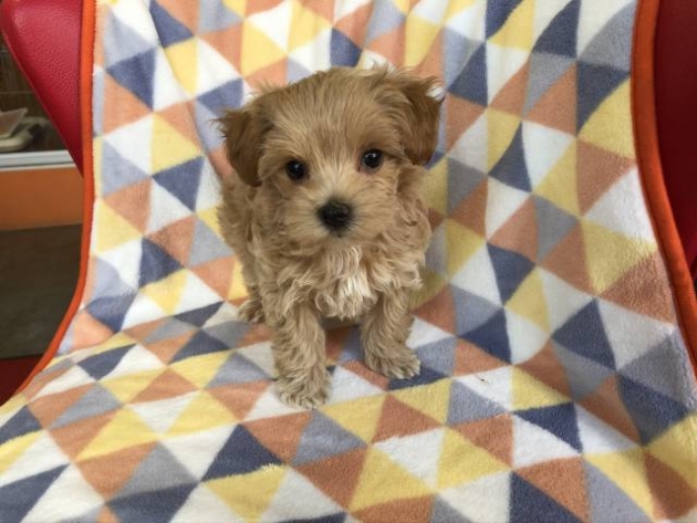 ミックス（マルプー）