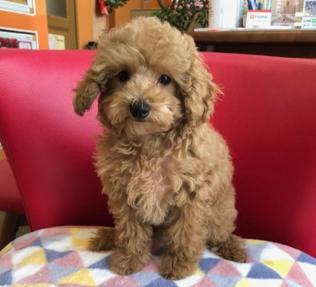 トイ・プードル（小タイニー）