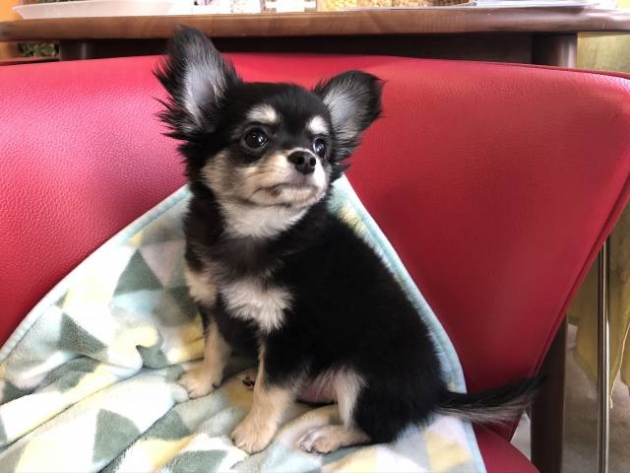 ロングコート　チワワ