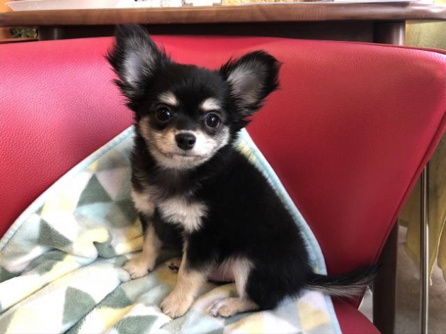 ロングコート　チワワ