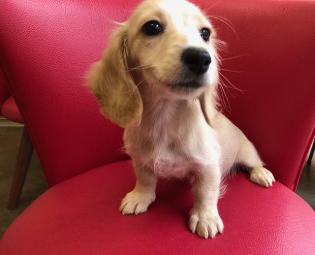 ミニチュア・ダックスフンド