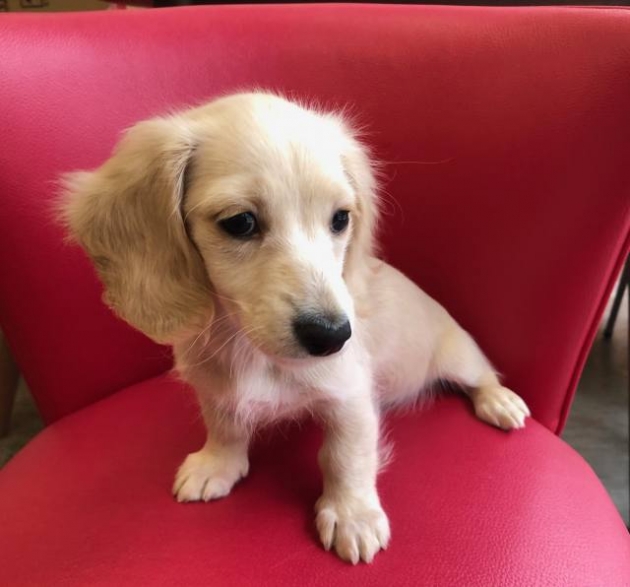 ミニチュア・ダックスフンド