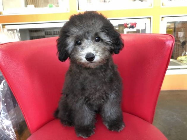 トイ・プードル（小タイニー）