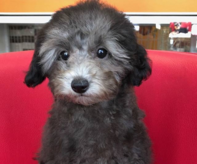 トイ・プードル（小タイニー）