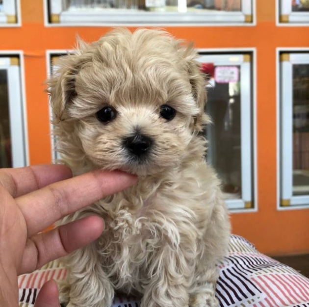 ミックス（マルプー）