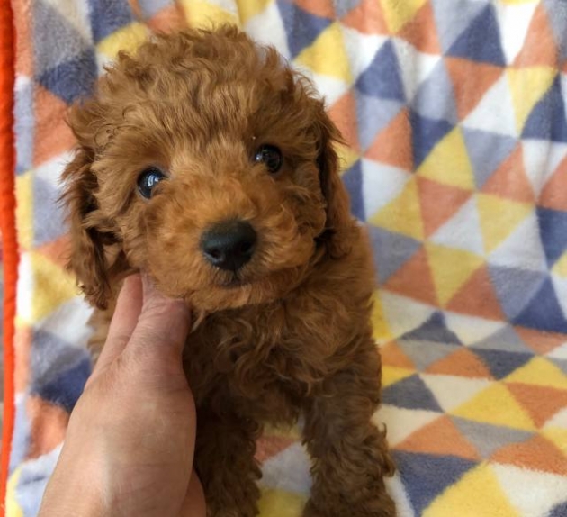 トイ・プードル(タイニー)