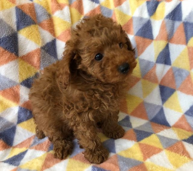 トイ・プードル(タイニー)