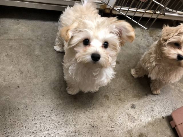 ミックス（マルプー）