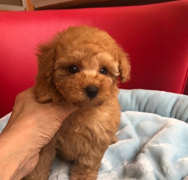 ティーカップ・プードル