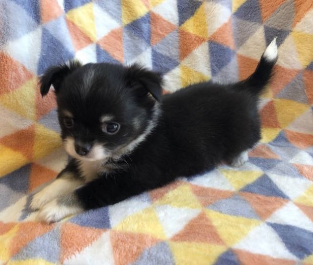 ロングコート　チワワ