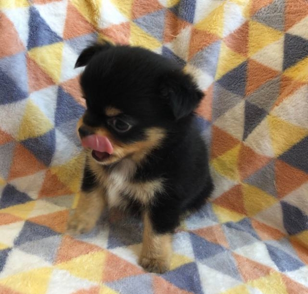 ロングコート チワワ