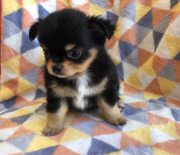 ロングコート チワワ