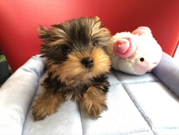 ヨークシャーテリア