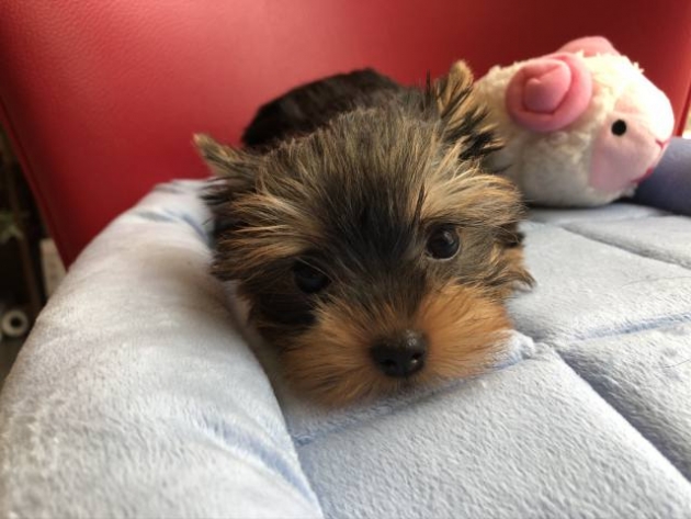 ヨークシャーテリア