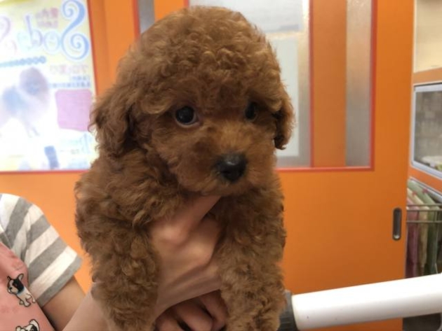 ティーカップ・プードル