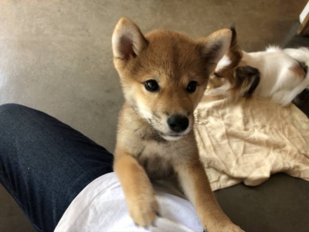 柴犬（豆柴サイズ）