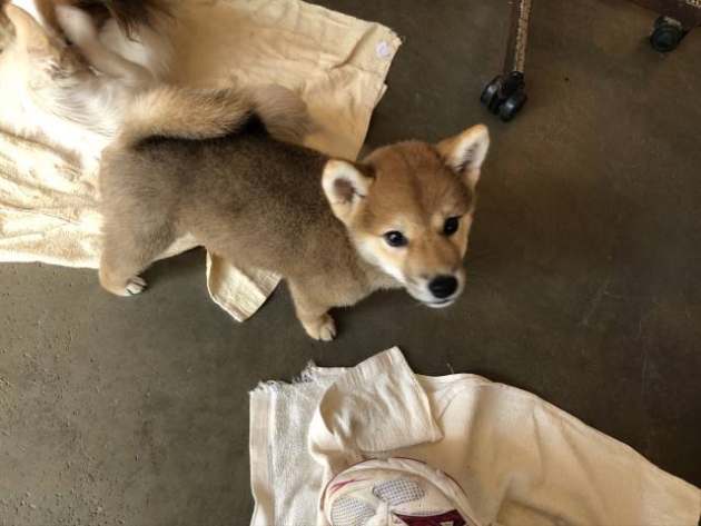 柴犬（豆柴サイズ）