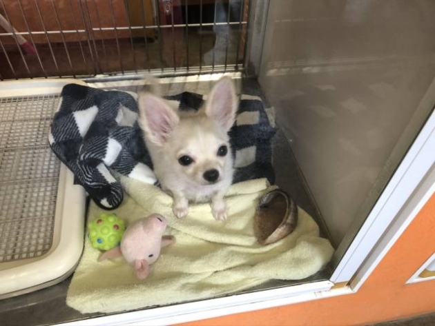 ロングコート　チワワ