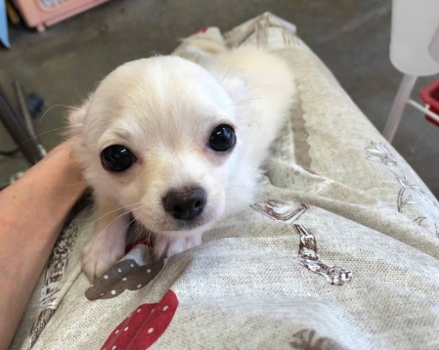 ロングコート　チワワ