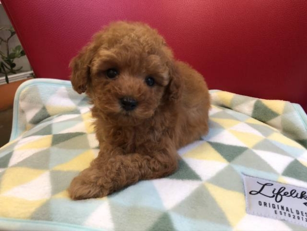 ティーカップ・プードル