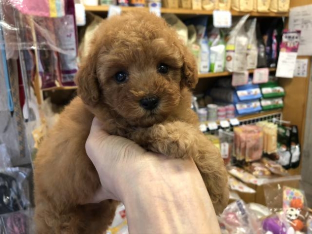ティーカップ・プードル