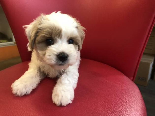 ミックス（マルプー）