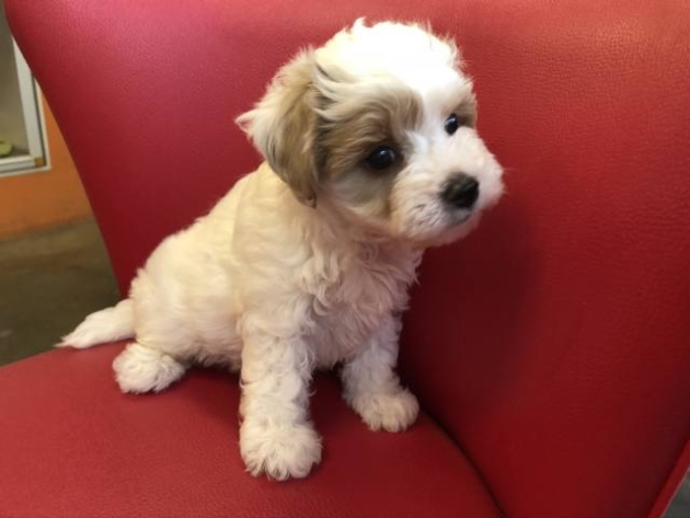 ミックス（マルプー）