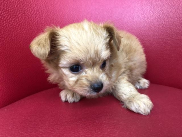 ミックス（チワプー）