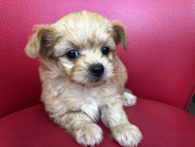 ミックス（チワプー）