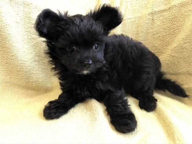 ミックス（チワプー）