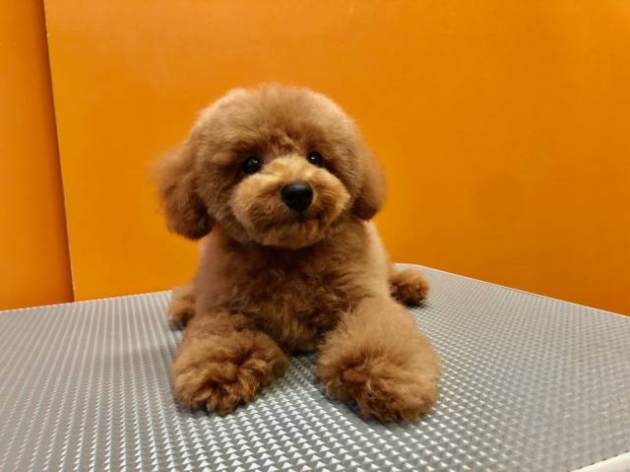 トイ・プードル（ティー〜タイニー）