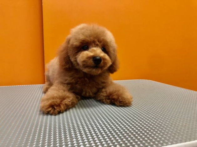 トイ・プードル（ティー〜タイニー）