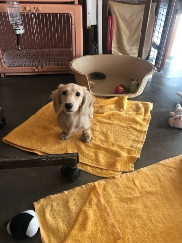 ミニチュア・ダックスフンド