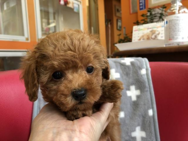 トイ・プードル