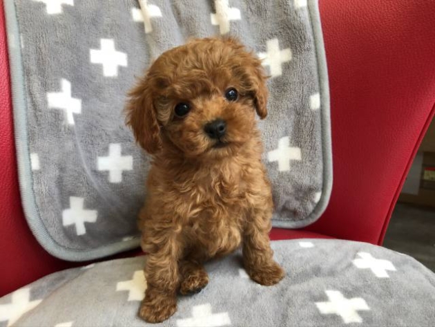 トイ・プードル