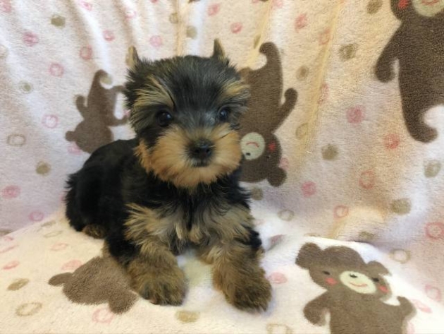 ヨークシャーテリア