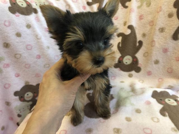 ヨークシャーテリア