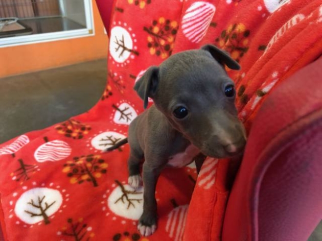 イタリアン・グレーハウンド