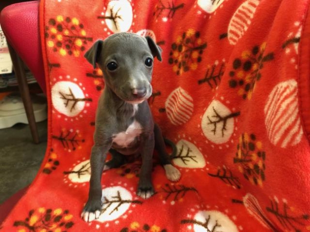 イタリアン・グレーハウンド